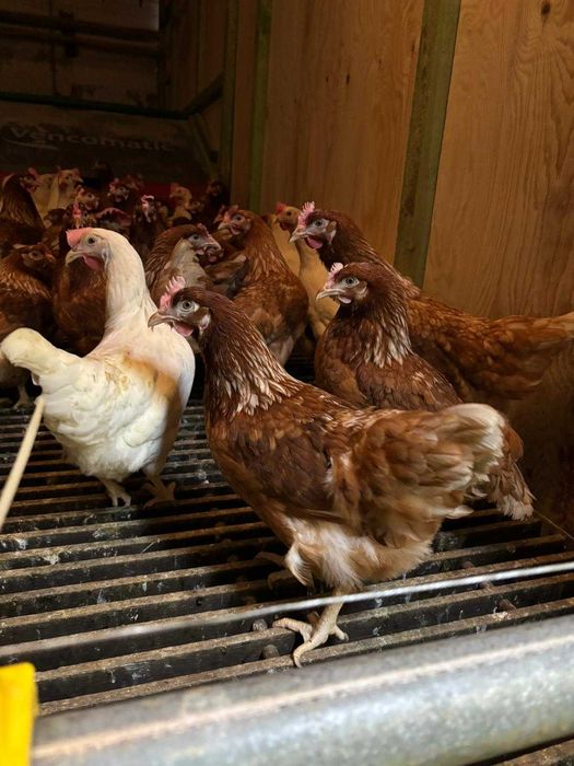 KURY nioski młode z pierwszym jajkiem ! Rossa Messa Leghorn Sussex !