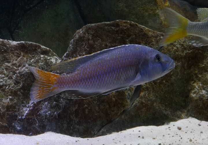 Pyszczaki Tyrranochromis macrostoma