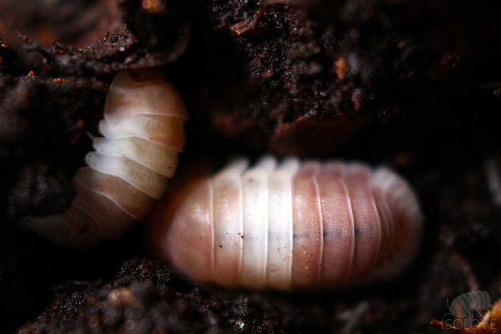 Cubaris sp. "pink panda", różowe pandy, równonogi, isopoda