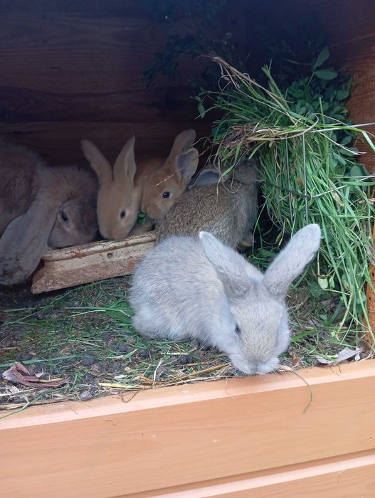 Króliki młode królik mieszaniec klapiok srokacz niebieski