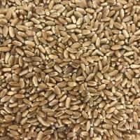Пшениця ( зернові культури )