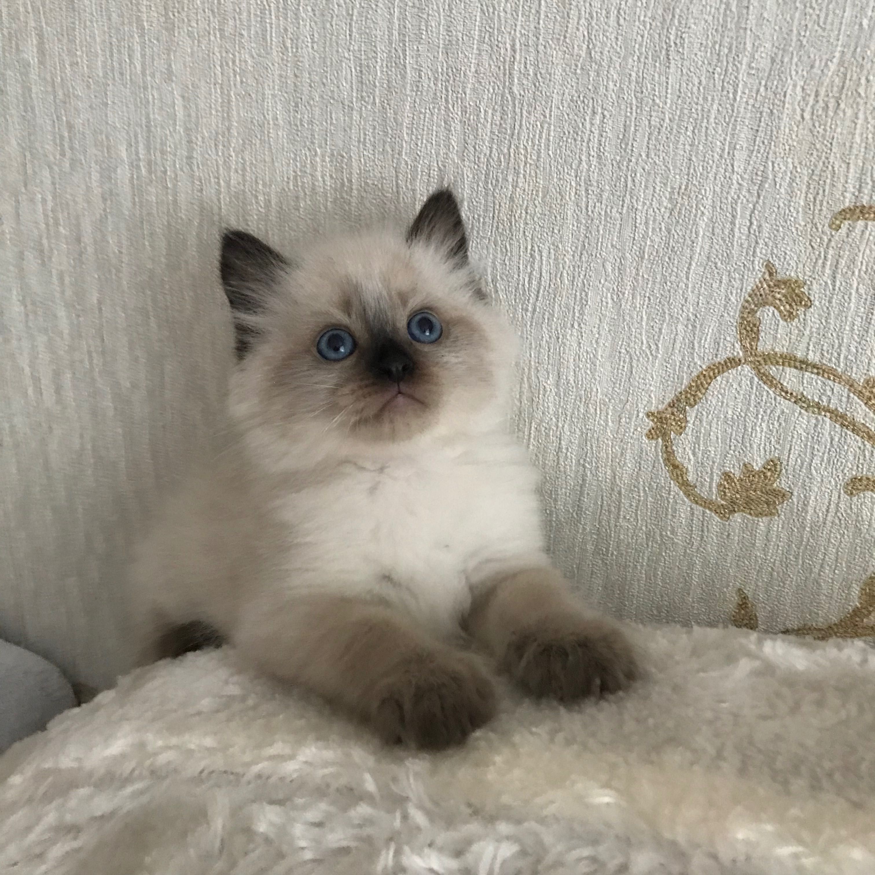 Котёнок породы Рэгдолл возраст 1,3 мес