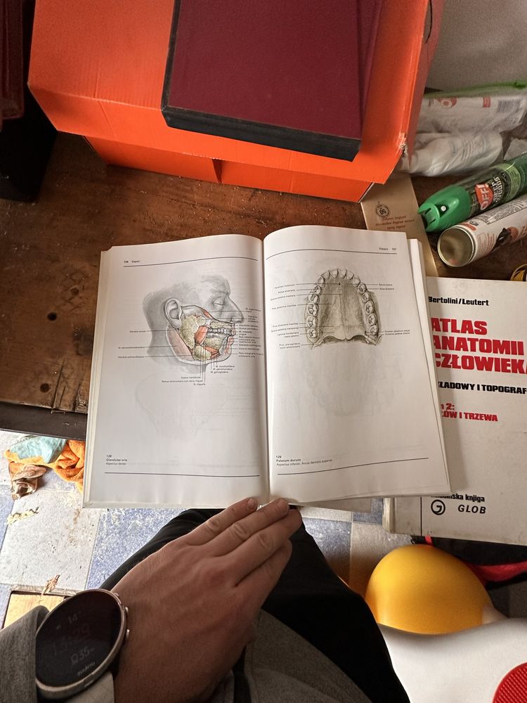 Atlas anatomii człowieka Bertolini/leutert