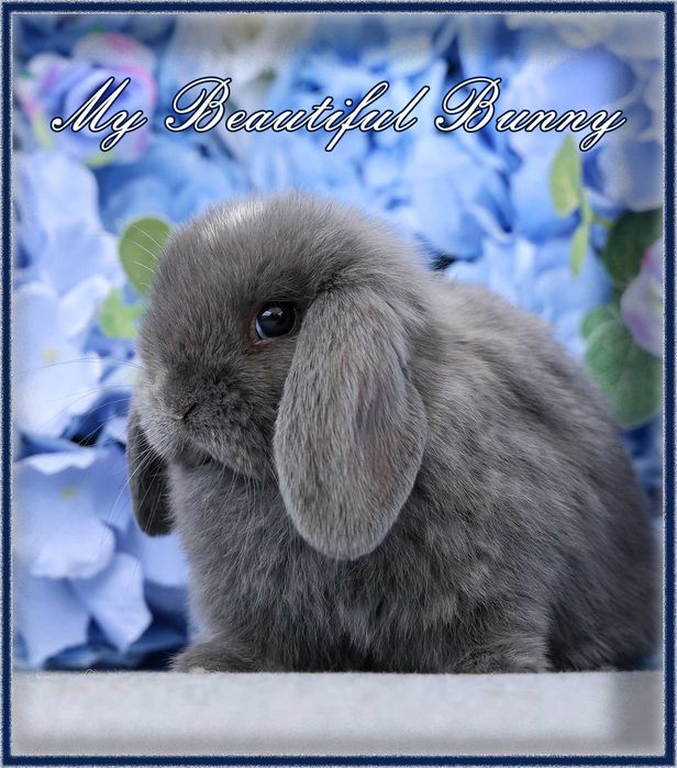 Piękny Królik Mini Lop - Niebieski