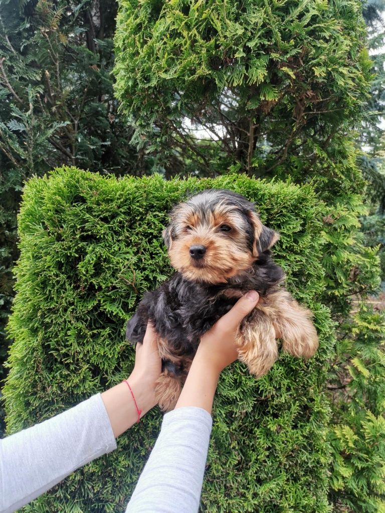Yorkshire terrier piesek z rodowodem