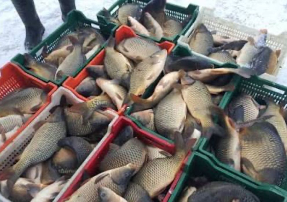 Продам живу рибу судак короп