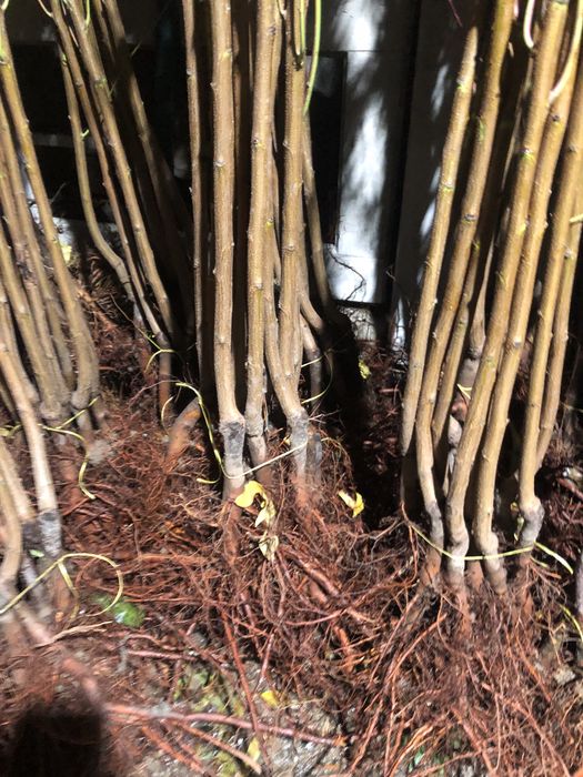 В наявносді саджанці опт