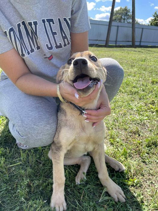 Gloria I  Prada szczeniaczki do adopcji