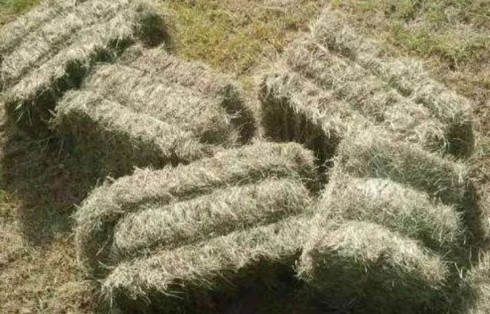 Siano w kostkach 2024