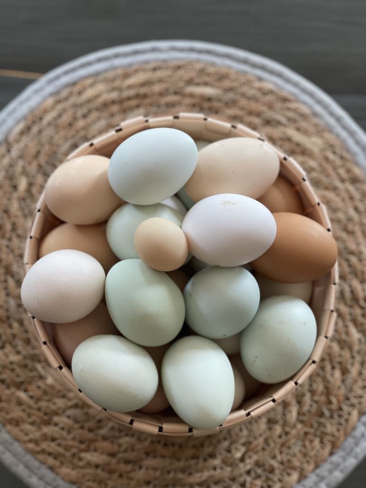 Ovos caseiros de grande qualidade