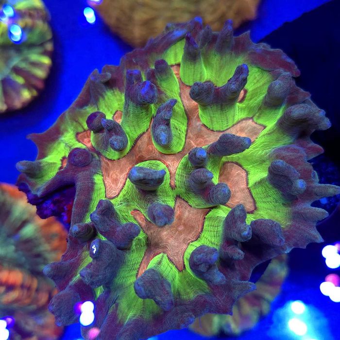 Pectinia Rainbow WYSIWYG #1