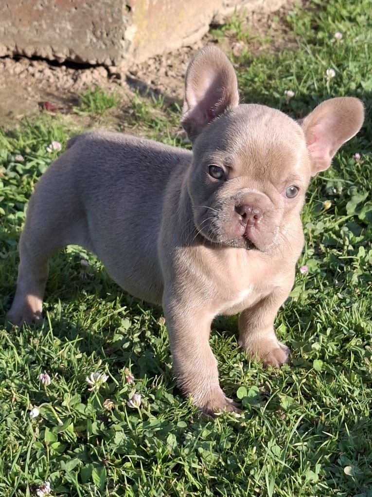 Buldog francuski Isabella