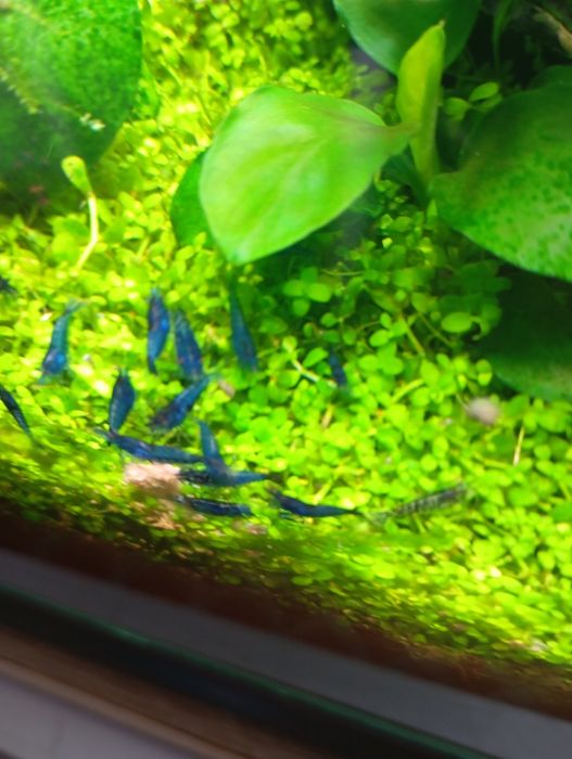 Neocaridinas blue dream