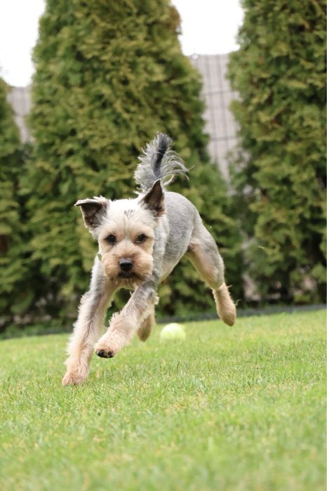 York yorkshire terrier terier pinczer szpic west szkocki border