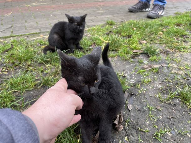 Odam male kotki 3 czarne