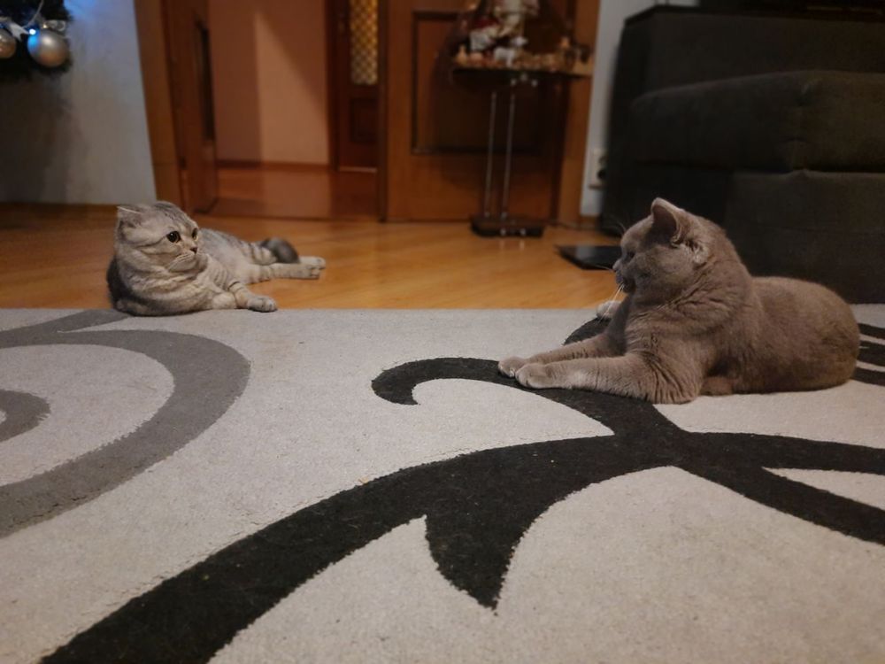Вязка кота скотиш Фолд