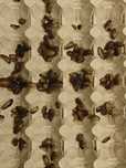 Karaczany argentyńskie 2-3cm, 110 szt. + GRATIS