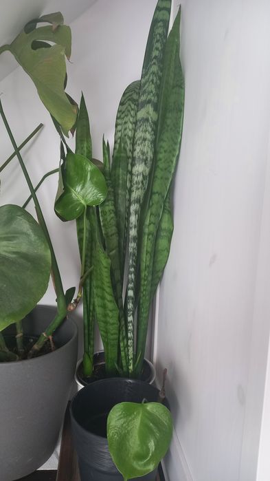 Kwiaty 120 cm sanseveria piękne 4szt