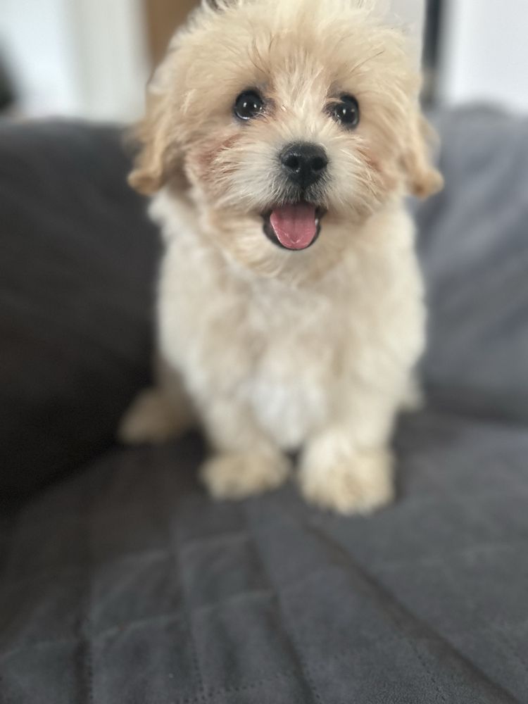 Maltipoo śliczny piesek