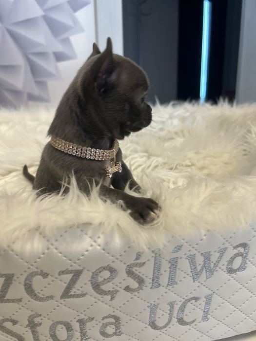 Chihuahua niebieska sunia MEGA CUDO