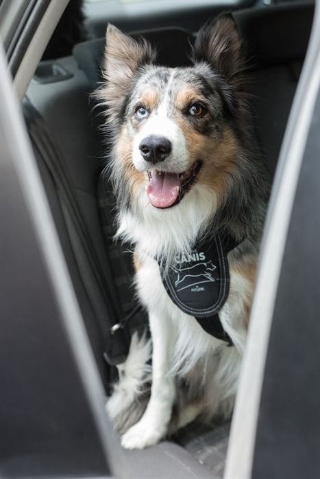 Aktywny pas samochodowy Canis Car Safe Harness nowy XL