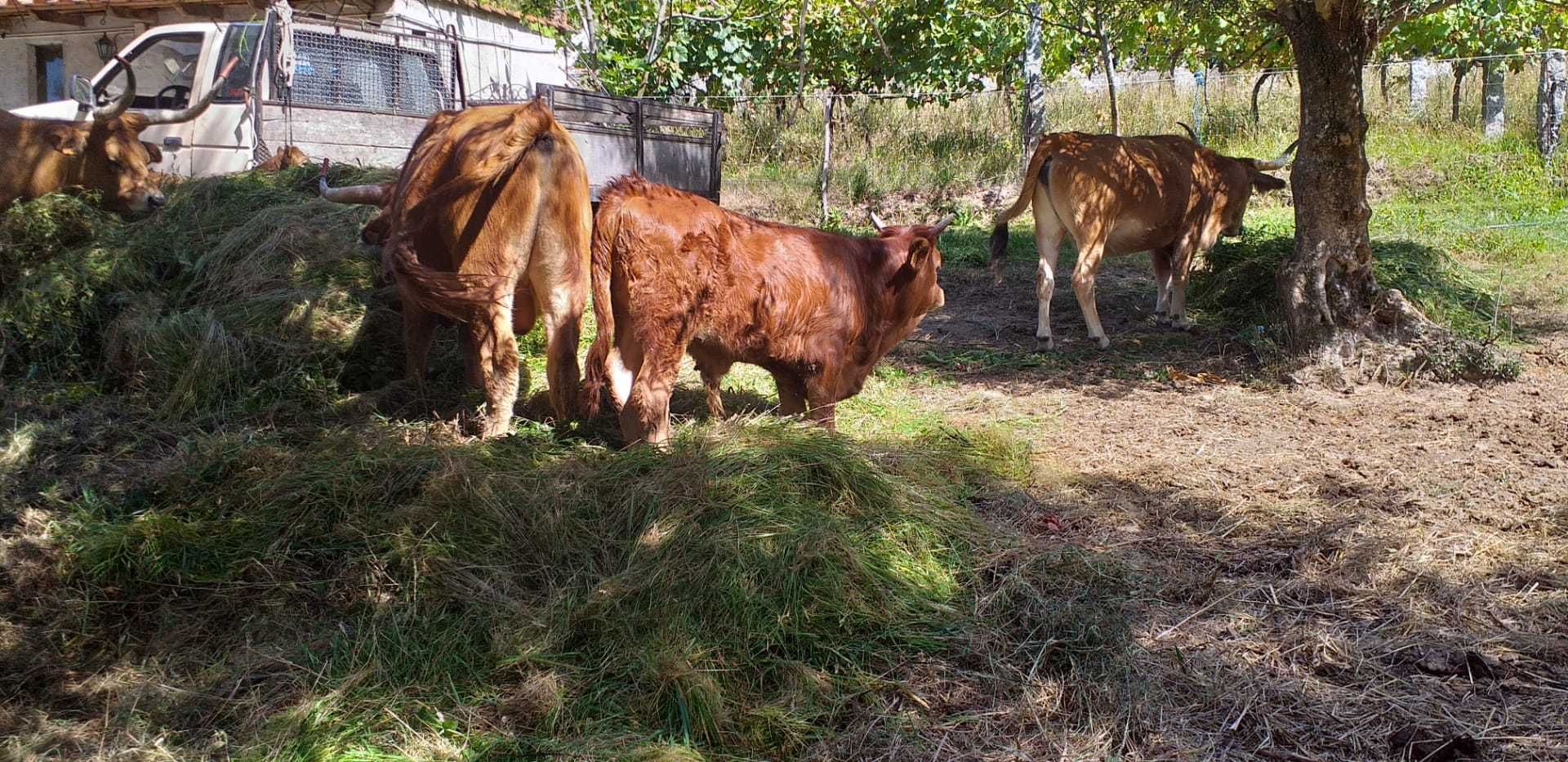 Animais domésticos