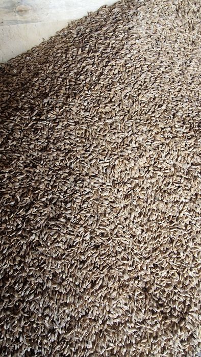 Samopsza,Orkisz,Płaskurka jara