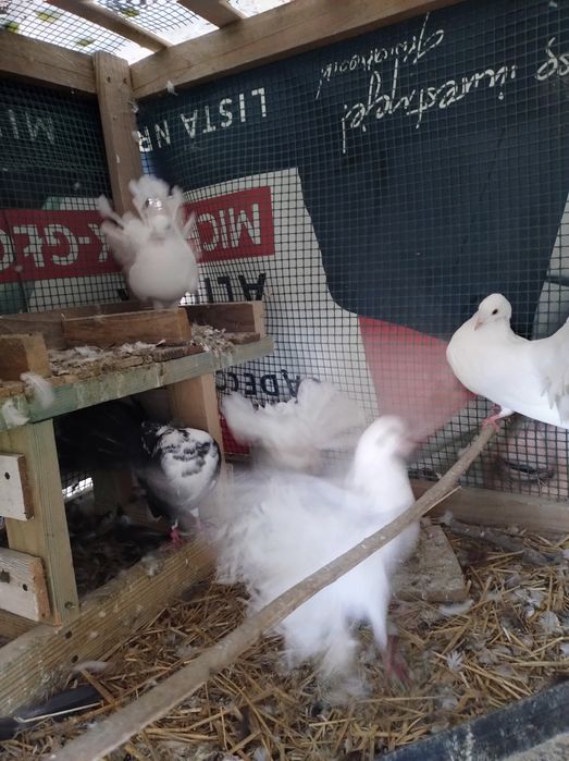 Gołębie pawiki dorosłe