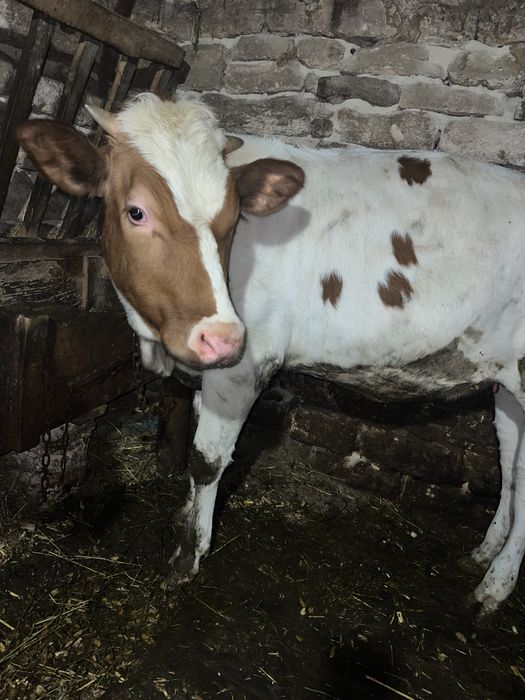 Продається молода теличка , один рік . На утримання . Дуже Спокійна