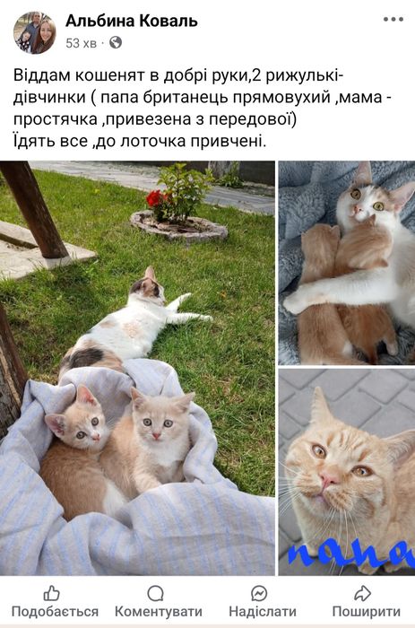 Віддам в добрі руки 2 рижулі - дівчинки