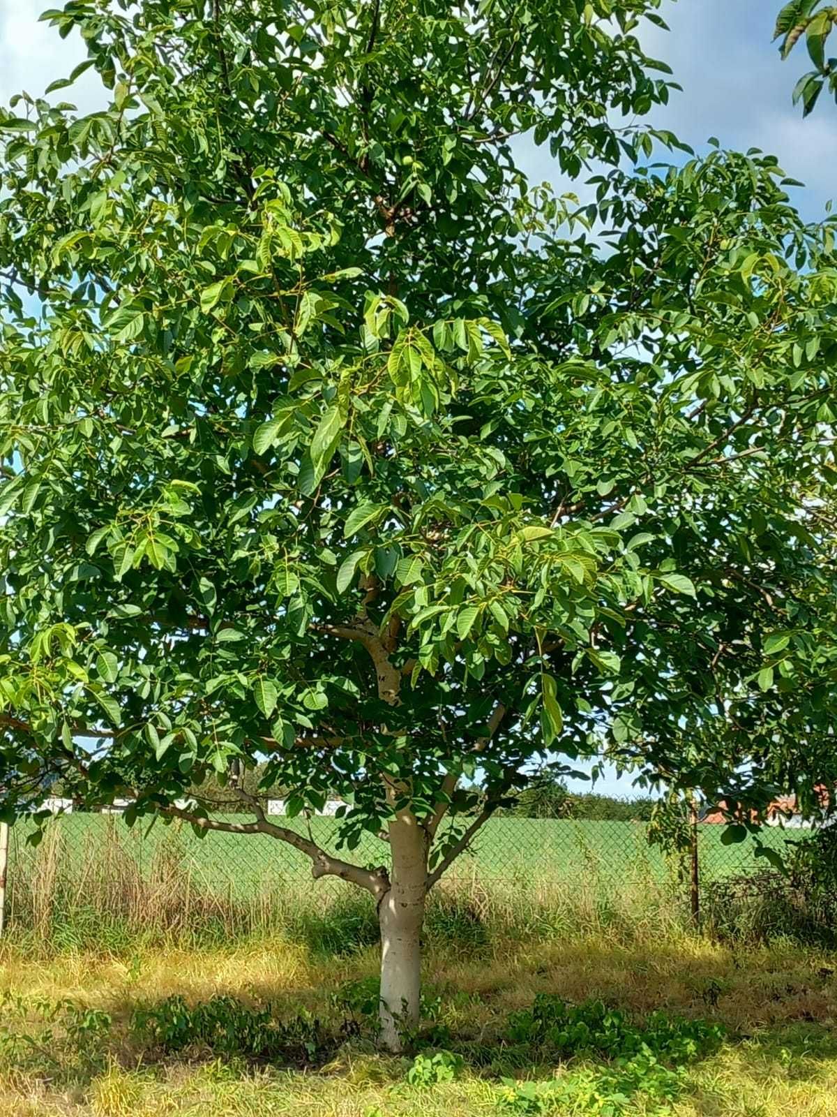 oddam drzewo (orzech włoski) w zamian za wycinkę