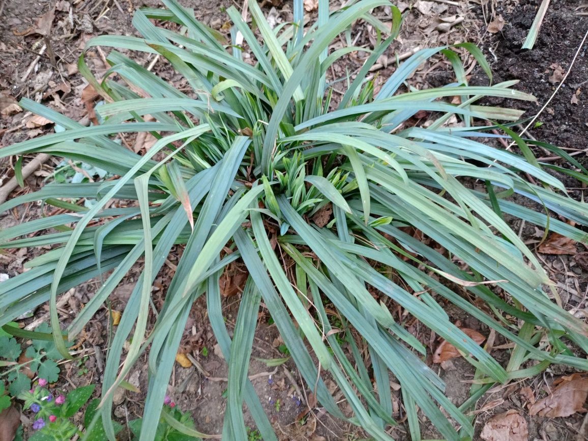 Niebieska trawa turzyca blue zinger