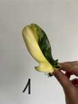 Philodendron Florida Beauty sadzonki ukorzenione
