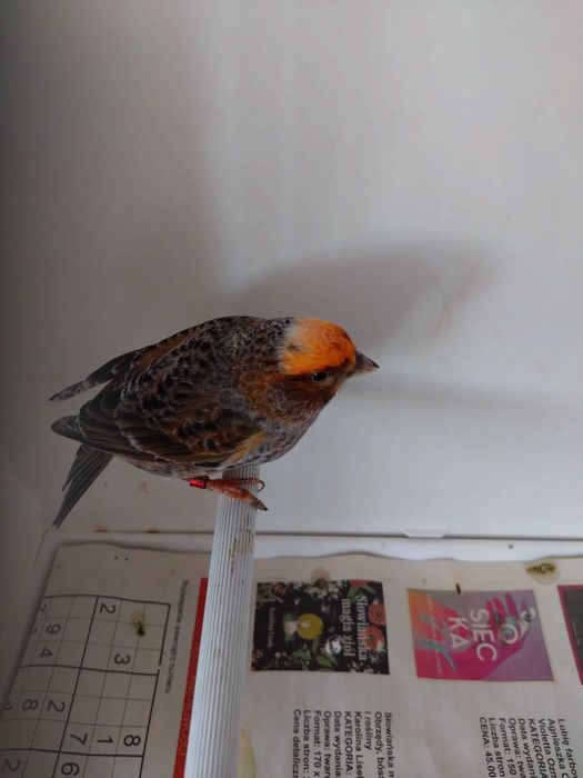 kanarki kanarek LIZARD samczyk 2024