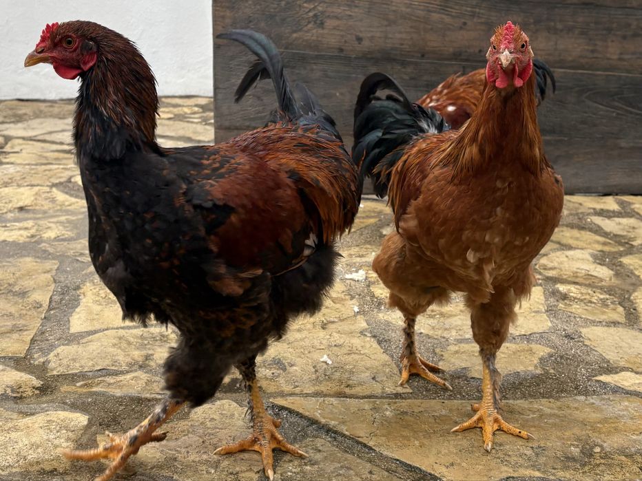 Jovens Galos 6 meses