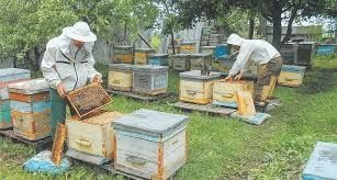 Услуги специалиста пчеловода