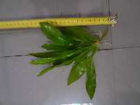 Planta echinodorus 6