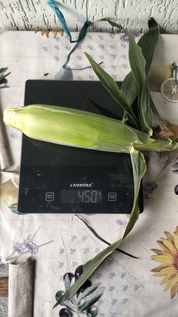 Продам цукрову кукурудзу