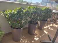 Vendo Crassula ovata, conhecida como planta-jade