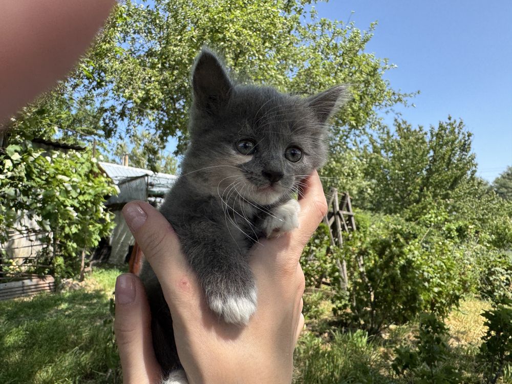 Кошеня шукає любов - дівчинка (1,5 місяці)
