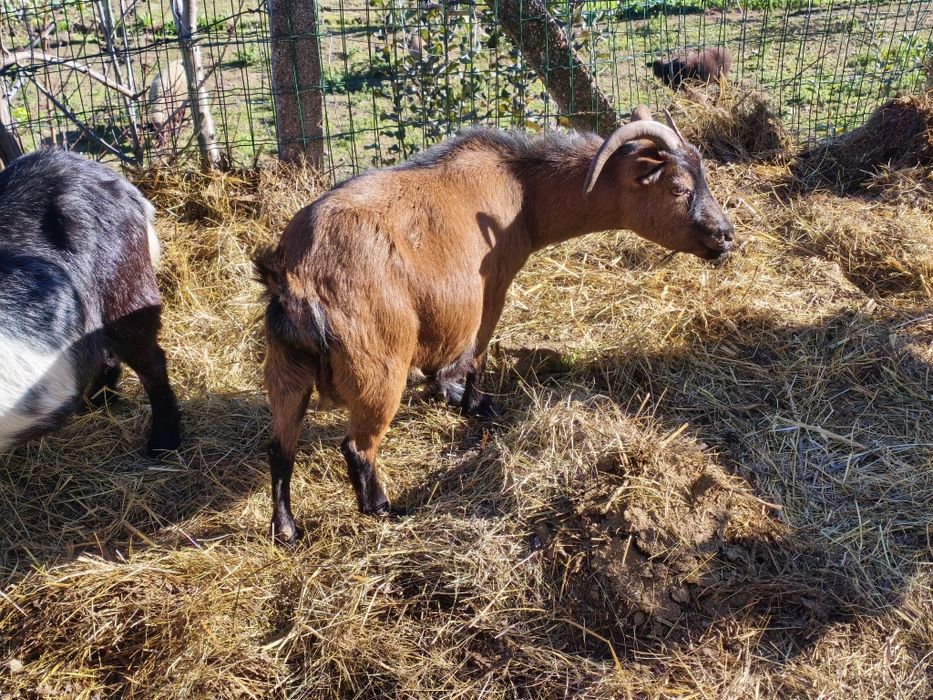 Vendo cabra anã prenha