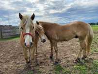 Haflinger 2latki zgrany duet