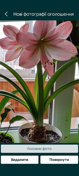 Гіппеаструм, Лілія