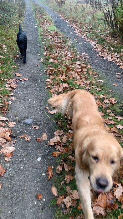 Oddam dwa psy golden i lablador