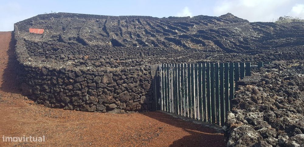Terreno com Vinha e Potencial Construtivo na Candelária