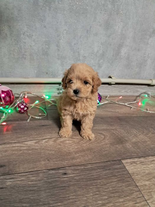 Продам міні мальтипу F1