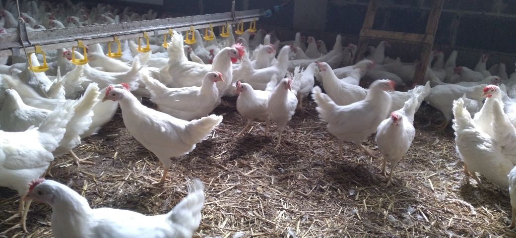 Kury Nioski Leghorn 24 tygodnie! Wysyłka