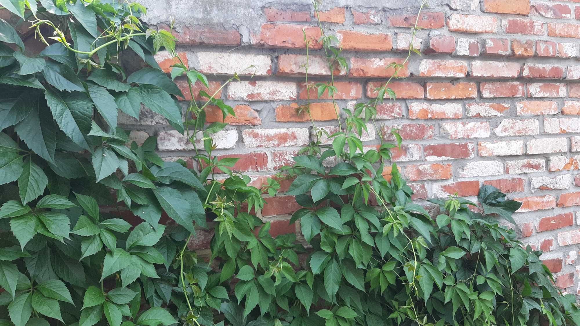 WINOBLUSZCZ pięciolistkowy dzikie wino bluszcz wysyłka