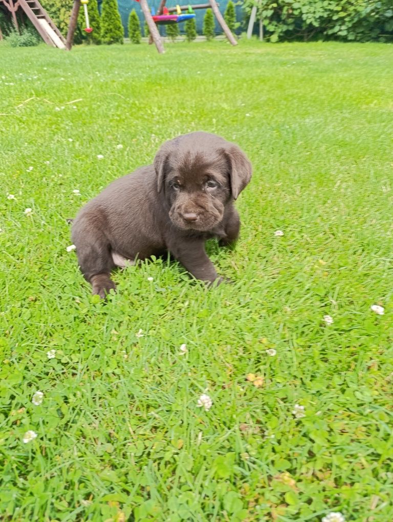 Labrador Retriever pies czekoladowy