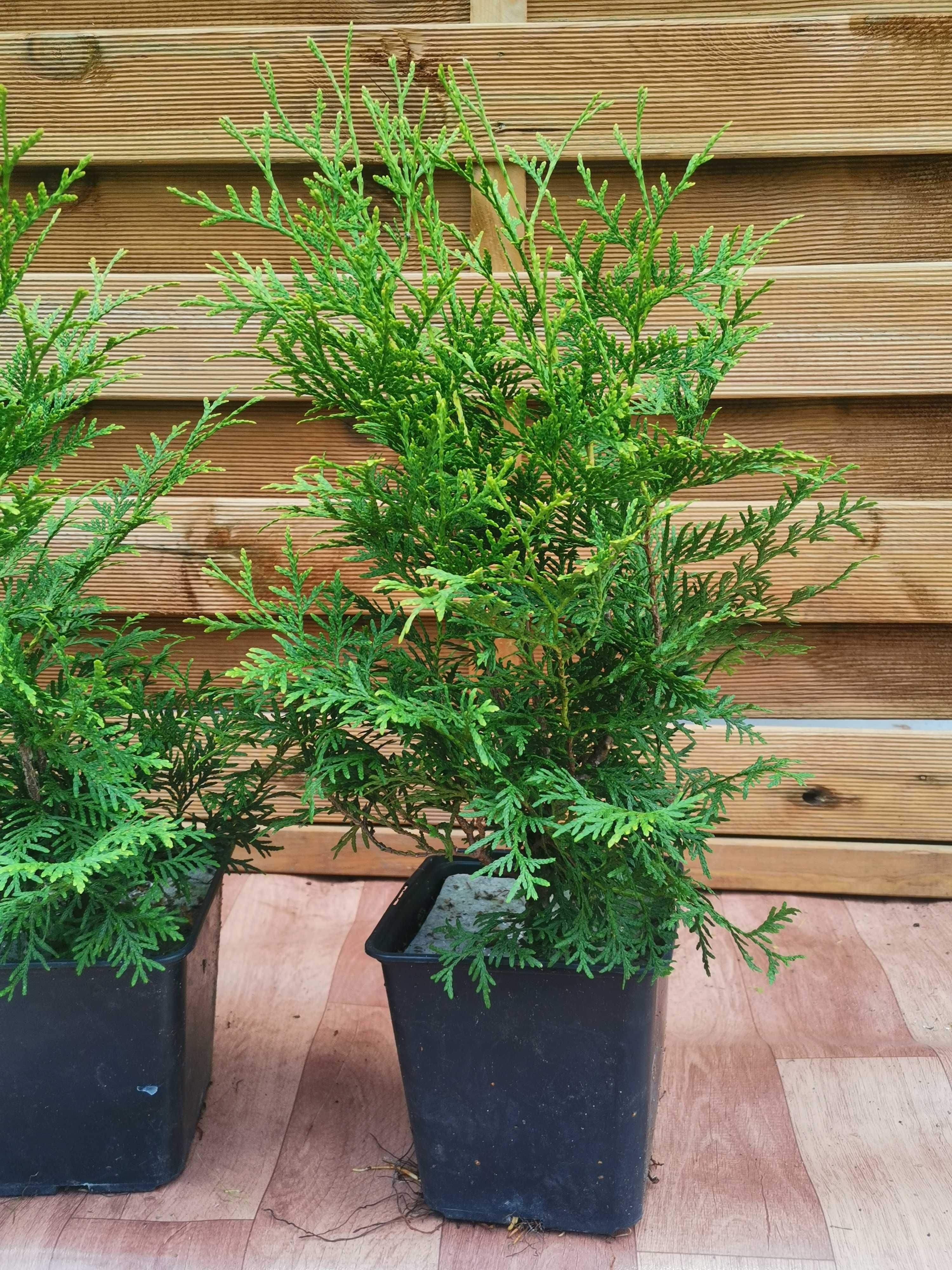 Thuja Brabant gęsty 7 sztuk doniczka gwarancja przyjęcia